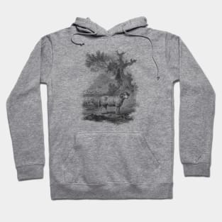 Ram in The Landscape, Vintage Farm Animal Illustration Hoodie